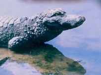 L’Alligator du Yang-Tse-Kiang