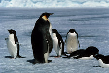 Aptenodytes Forsteri, the Emperor Penguin