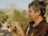 The Battle for the birds : In the skies of Israel