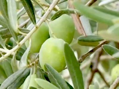 Les olives des Baux de Provence