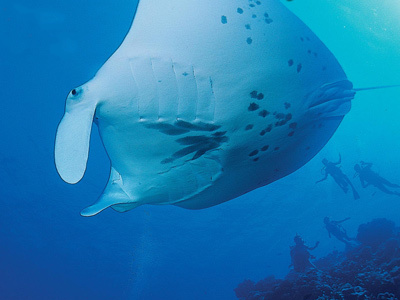 Plongée sous-marine en Polynésie française, féerie de bleus