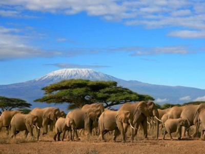 Kenya, le plus grand safari